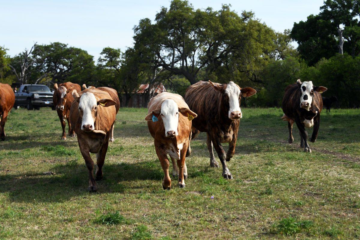 261 The cattle followed the trailers into the pasture.JPG